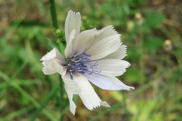 Obraz premium Beautiful white chicory flower in the meadow, closeup