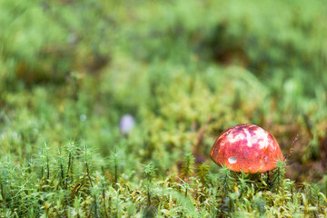 Beautiful closeup of forest mushrooms. Edible mushrooms. Forest photo, forest background