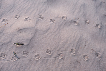 traces in sand after two ducks that have walked next to each other