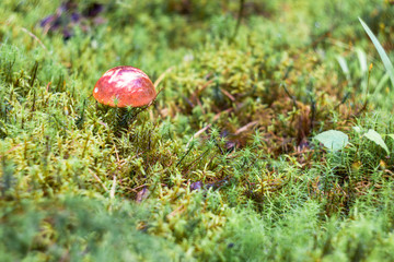Beautiful closeup of forest mushrooms. Edible mushrooms. Forest photo, forest background