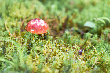 Beautiful closeup of forest mushrooms. Edible mushrooms. Forest photo, forest background