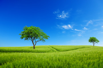 Fototapeta na wymiar Meadow with trees under blue sky. Green planet