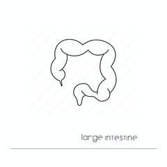 Large intestine icon isolated. Single thin line symbol of digestion system. Human body anatomy outline pictogram