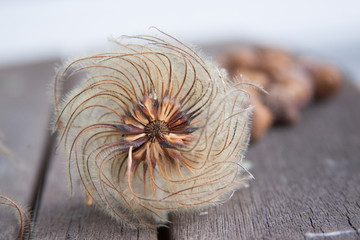 clematis seed head