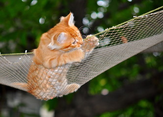 Ginger kitten playing in a hammock on the background of summer greens.