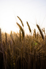 Fototapeta premium Ripe wheat field, wheat ears on the evening sky close up