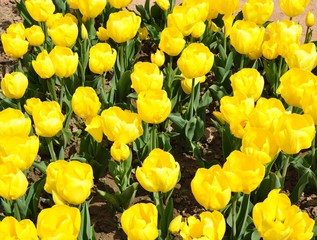 Obraz premium The plot is planted with blooming bright yellow tulips. Spring, sunny day.