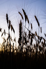 Fototapeta premium Ripe wheat field, wheat ears on the evening sky close up