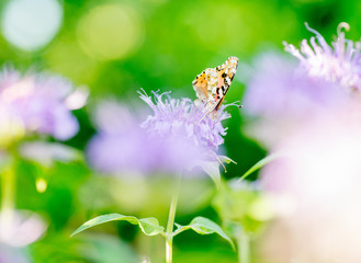 Beautiful motley butterfly on a purple flower on a background of green. Macro Photo
