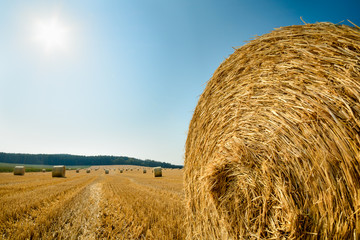 big roll harvested straw on the mown field with great perspective and other roles, background...
