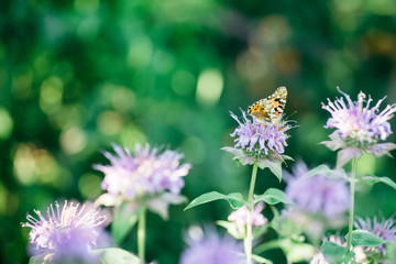 Fototapeta premium Beautiful motley butterfly on a purple flower on a background of green. Macro Photo