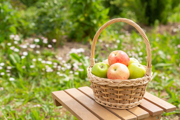 Green and red apples in wicker basket on wooden table Green grass in the garden Harvest time Organic food