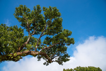 Branch of an old laurel on the Paul da Serra plateu on the island of Madeira