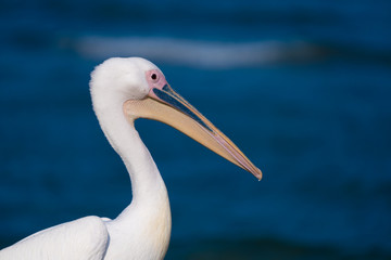 white pelican resting by the sea