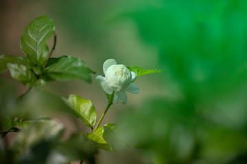 Jasmine flower in garden with blurred background.