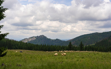 Tradycyjny wypas owiec w Tatrach