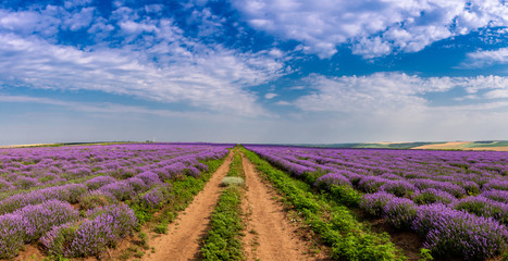 Fototapeta na wymiar Beautiful lavender fields on a sunny day. Moldova.