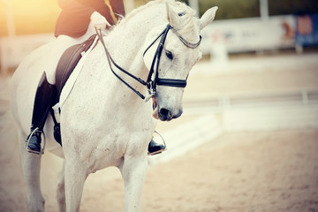Portrait sports stallion in the double bridle.Dressage of horses in the arena.