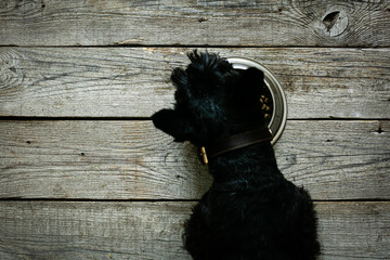 Dog food concept - dog eating dry food from bowl, top view
