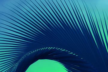 Abstract Pop Art Surreal Style Deep Blue Palm Tree Leaf on Mint Green Background