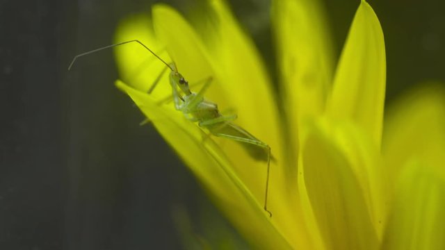 Steady, medium close up shot of a green phasmid on a yellow flower.