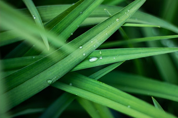 raindrops on the grass