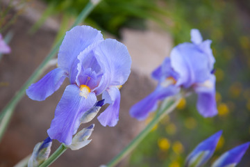 iris blue bearded
