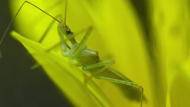 Handheld, panning, close up shot of a green phasmid on a yellow flower.