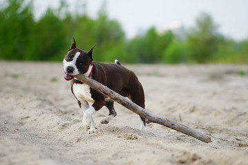 American staffordshire terrier running with huge wooden stick in her mouth. Dog is happy because of big toy and playing on the sandy beach