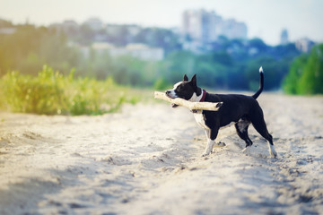 American staffordshire terrier running with huge wooden stick in her mouth. Dog is happy because of...