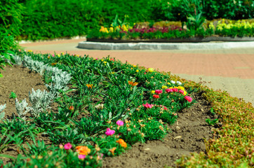 garden bed with different colors flowers in summer