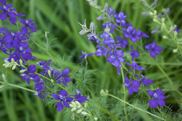 blue delphinium stem