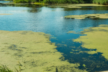 Blue river water with green duckweed lemna plants. Ecology problems or wildlife nature landscape