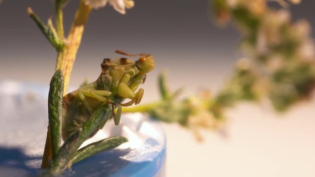 Handheld, panning, close up shot of a Phyllium insect on a leaf in a lab.