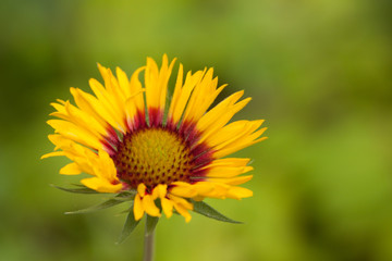 yellow blanketflower