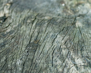 Tree trunk bark textured background