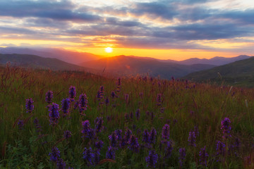 Fototapeta premium Blooming lupins in the mountains at sunset