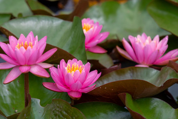 Cluster of pink water lilies at Kenilworth Aquatic Gardens