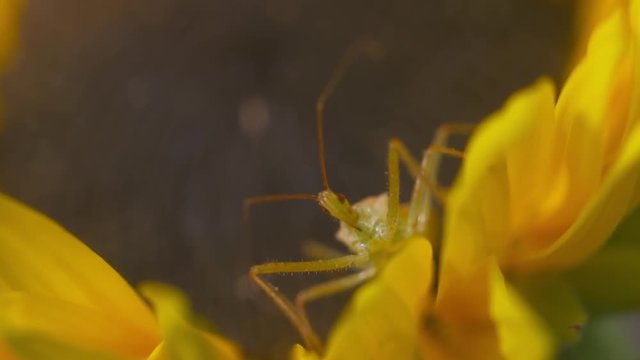 Steady, close up shot of a green phasmid on a sunflower ligule.