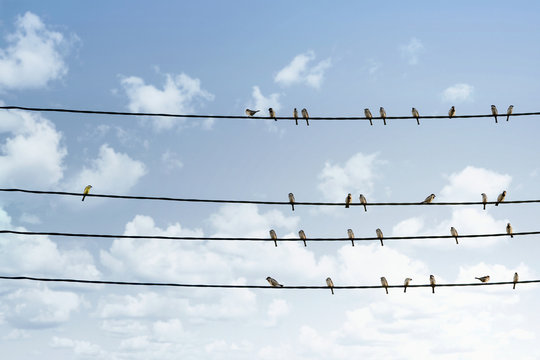 Individuality concept, one bird standing out from the crowd of other birds on the power line