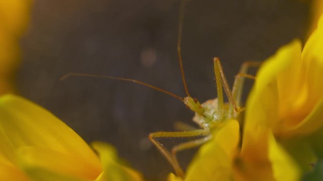 Handheld, panning, close up shot of a green phasmid on a sunflower head.