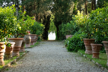 gravel pathway lined with potted plants and trees