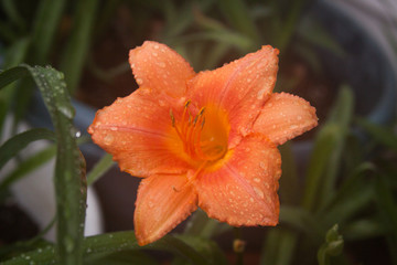 orange lily waterdrop