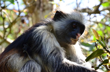 Red Colobus monkey on a tree
