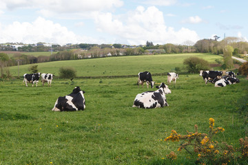 Fototapeta na wymiar Holstein cows grazing and lying in the field of a farm in Brittany