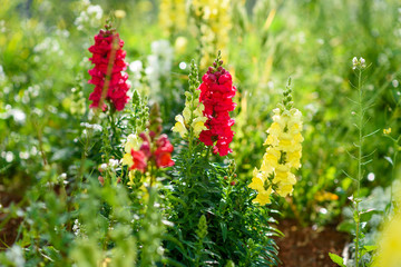 Summer time variety of beautiful Antirrhinum or Snapdragon flowers in pink and yellow colors in the garden.