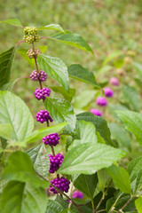 beautyberry stem