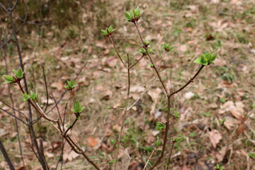 Little leaves are blossoming in spring, May
