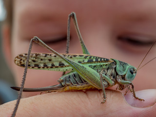 Locust, Lat. Melonoplus femur-rebrum.Green large grasshopper sits on his hand, does not fly away