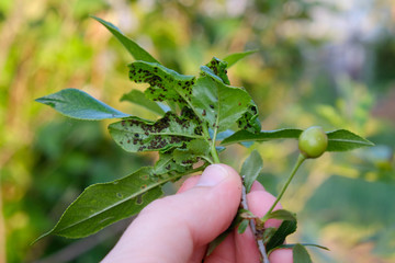 Aphids on foliage of fruit trees,  hand holding branch of cherry struck by pests, insect control in...